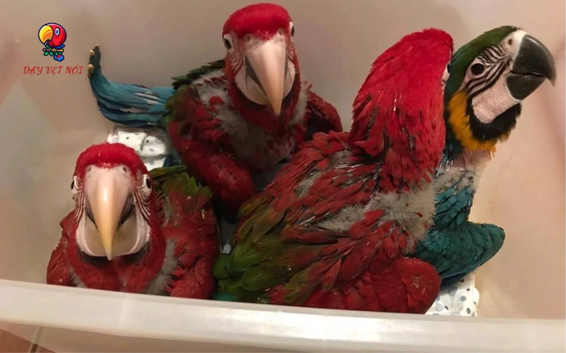 green winged macaw non